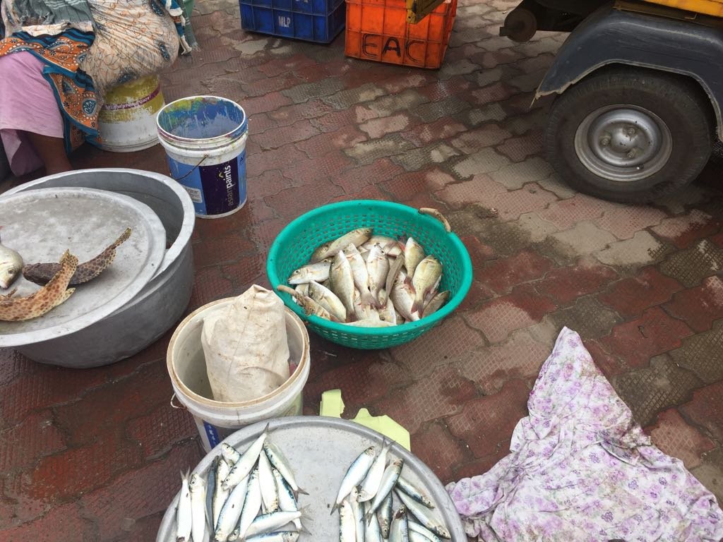 Kanyakumari Fish Market - Fish straight out of the boats