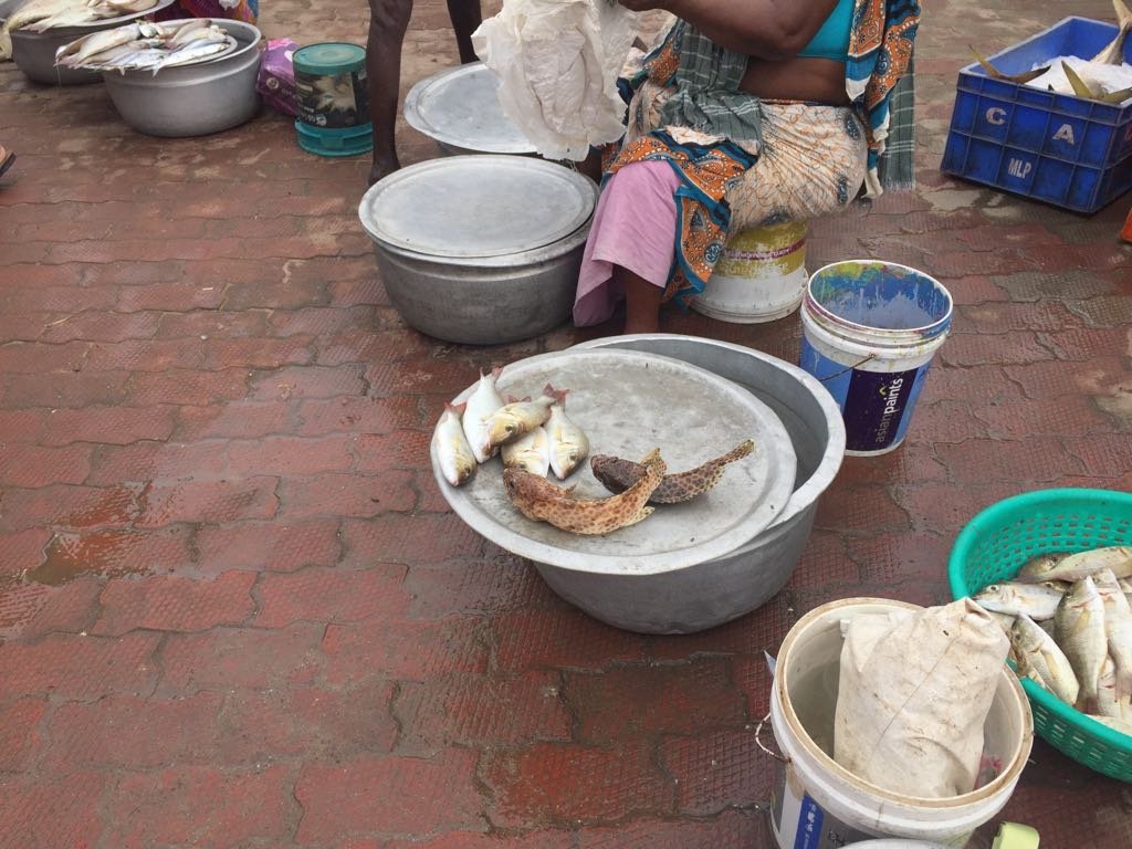 Kanyakumari Fish Market - Fish straight out of the boats