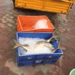 Kanyakumari Fish Market - Seafood packed with ice to be transported inland