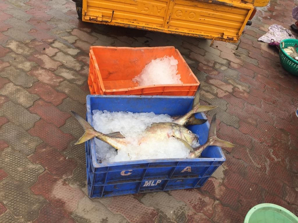 Kanyakumari Fish Market - Seafood packed with ice to be transported inland