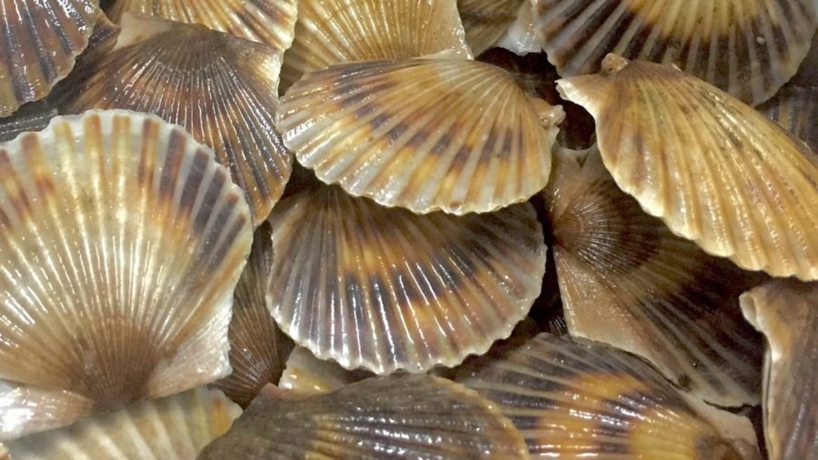 Scallop War Across the English Channel