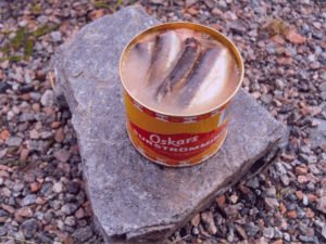 Surströmming Swedish Stinky Fish