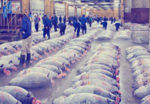 tsukiji fish market