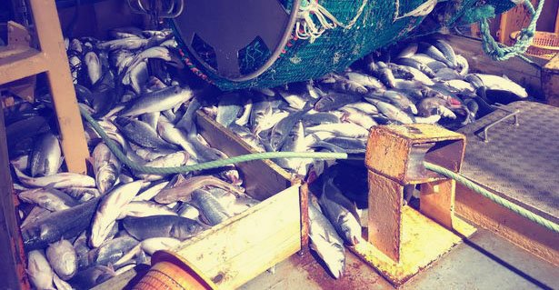Fishermen Enraged Over Fishing Quota Restrictions