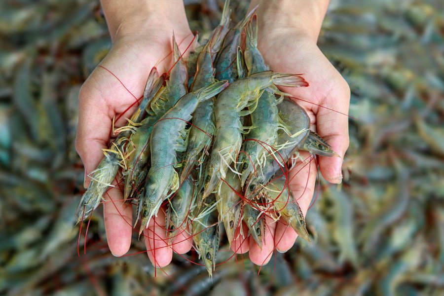 Antibiotics & Hormones in the Shrimp Farming Industry