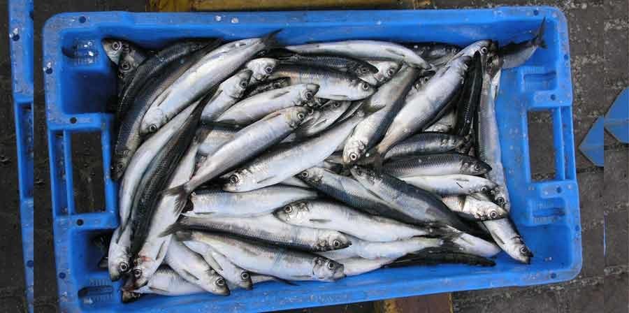 SARDINES AND THEIR BENEFITS